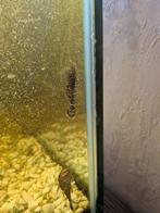 Ancistrus / algeneter, Dieren en Toebehoren, Vis, Zoetwatervis