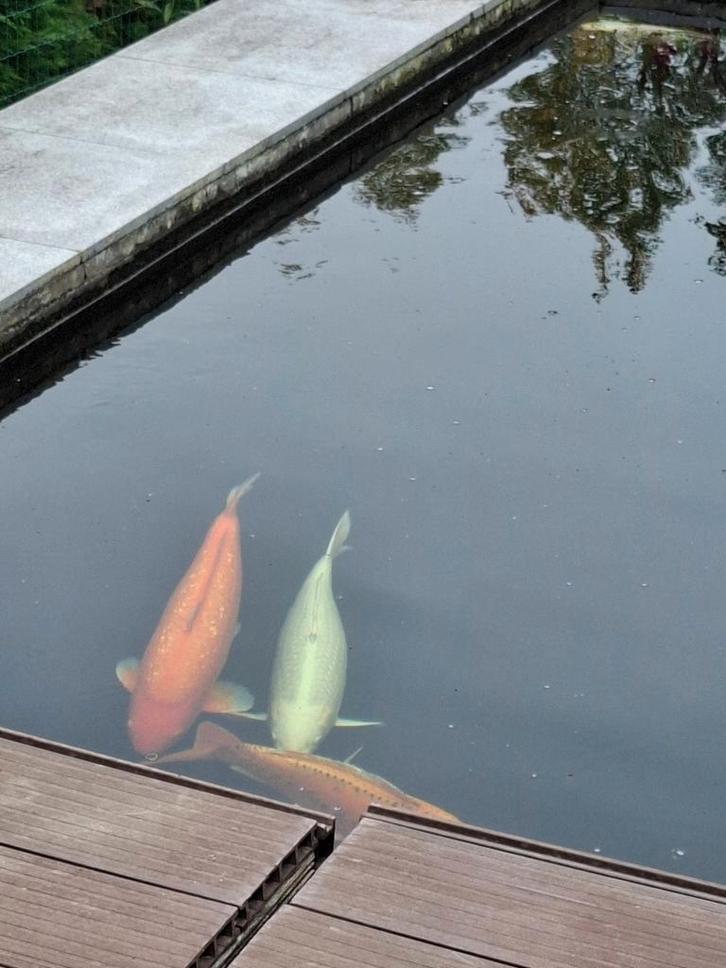 Japanse koi, Dieren en Toebehoren, Vissen | Vijvervissen, Karper of Koi