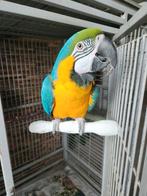 Ara, Animaux & Accessoires, Oiseaux | Perruches & Perroquets, Perroquet