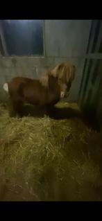 Leuke Shetlander, Dieren en Toebehoren, Pony's, Gechipt, Niet van toepassing, Hengst, A pony (tot 1.17m)