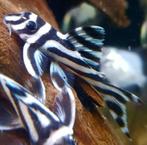 Hypancistrus Zebra L046 aquarium vissen 3 + cm, Dieren en Toebehoren