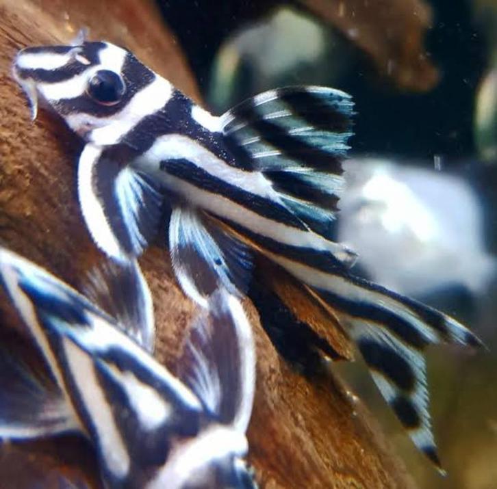 Hypancistrus Zebra L046 aquarium vissen 3 + cm, Dieren en Toebehoren, Vissen | Aquariumvissen