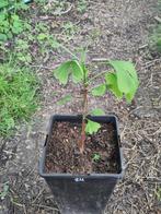 Ginkgo Biloba, Tuin en Terras, Planten | Bomen, Bloeit niet, Overige soorten, Minder dan 100 cm, Ophalen