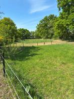 weide, Weidegang, 4 paarden of pony's of meer