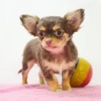 Chihuahua Kort & Langhaar - pups te koop (Belgisch), Dieren en Toebehoren, Honden | Chihuahua's en Gezelschapshonden, België, Handelaar