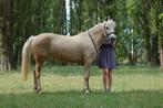 Halve stal gezocht/ verzorgpaard aangeboden, Dieren en Toebehoren, Merrie, D pony (1.37m tot 1.48m), Springpony, 11 jaar of ouder