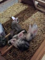 Duitse reuzen, Dieren en Toebehoren, Konijnen, Meerdere dieren, Groot