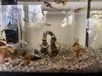 Guppy’s, Animaux & Accessoires, Poissons | Aquariums & Accessoires, Enlèvement, Comme neuf