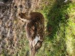 Mooie wild eend vrouwtje, Dieren en Toebehoren, Pluimvee, Eend