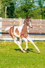 Hengsten veulen van Dancing Heros The Rock Z, Dieren en Toebehoren, Paarden, Springpaard, Gechipt, 0 tot 2 jaar, Hengst