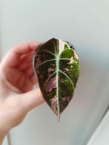 Black Velvet Pink Variegata beschikbaar voor biedingen