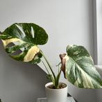 Monstera thai constellation, Huis en Inrichting, Ophalen