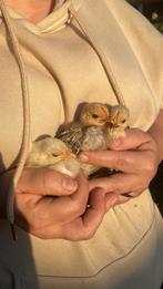 Drie kuikens, Dieren en Toebehoren, Pluimvee, Geslacht onbekend, Kip