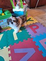 Shih tzu pups, Dieren en Toebehoren, Honden | Chihuahua's en Gezelschapshonden, België, CDV (hondenziekte), 8 tot 15 weken, Meerdere