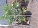 palmboom 2m hoog in bloempot, Tuin en Terras, Planten | Tuinplanten, Ophalen