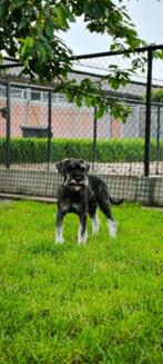 Belgische Dwergschnauzer pups zoeken een baasje, CDV (hondenziekte), Meerdere, Meerdere dieren, België