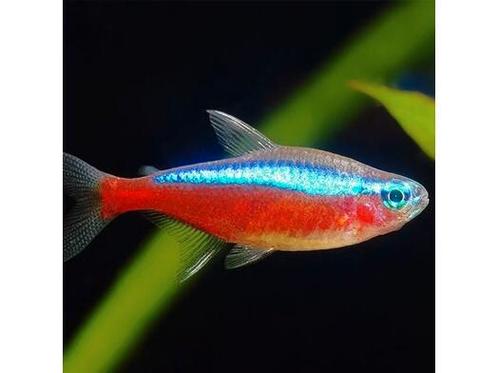 Tetra en barbelen, Dieren en Toebehoren, Vissen | Aquariumvissen, Zoetwatervis, Vis, Schoolvis
