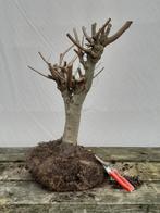 Bonsai, zelkova serrata starter, Tuin en Terras, Ophalen of Verzenden