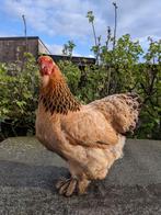 Brahma kriel hennetjes, Dieren en Toebehoren, Pluimvee, Vrouwelijk, Kip