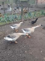 Oie de Chine mâle, Mâle, Oie ou Cygne