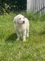 Belgische Golden retriever pupjes te koop, Dieren en Toebehoren, Honden | Retrievers, Spaniëls en Waterhonden, CDV (hondenziekte)