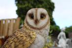 Kerkuil op een stam, perfecte imitatie!, Tuin en Terras, Ophalen, Nieuw, Kunststof, Dierenbeeld