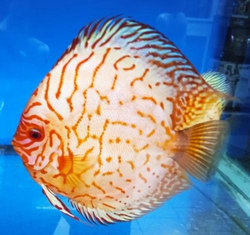 Koppel Discusvissen!!!, Dieren en Toebehoren, Vissen | Aquariumvissen, Zoetwatervis, Vis