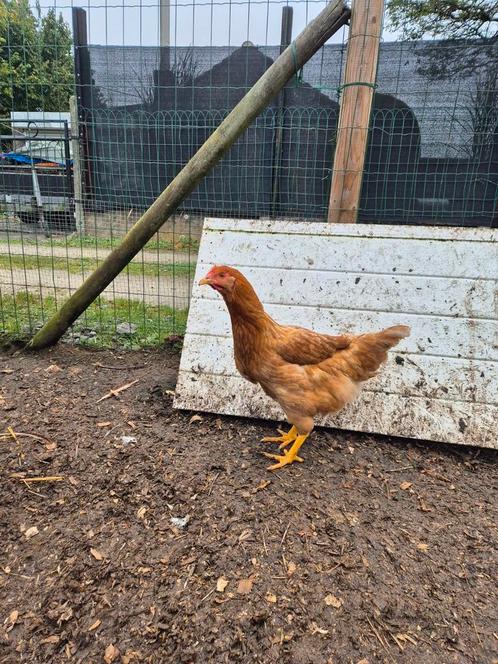 Jonge bruine legkippen te koop! 11 euro per stuk, Dieren en Toebehoren, Pluimvee