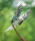 Halsbandparkieten, Geringd