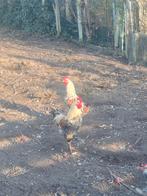 2 Hanen, Dieren en Toebehoren