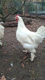 Witte Mechelse hoen - koekoek. Haan, Dieren en Toebehoren, Pluimvee