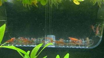 Vuurgarnalen Neocaridina (Cull) beschikbaar voor biedingen