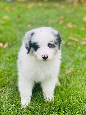 Un beau chiot berger australien cherche un panier doré !