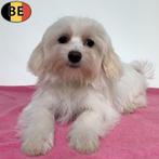 Havanezer (crème-wit) Belgische pups te koop, Dieren en Toebehoren, België, CDV (hondenziekte), 8 tot 15 weken, Teef