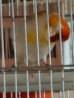 Tette blanche male, Dieren en Toebehoren, Vogels | Kanaries
