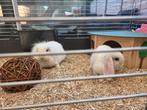 Twee Nederlandse langoor dwergkonijntjes met benodigdheden, Vrouwelijk, Dwerg, Hangoor, 0 tot 2 jaar