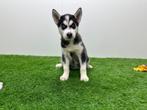 Siberische Husky pups, Dieren en Toebehoren, België, 8 tot 15 weken, CDV (hondenziekte), Poolhond
