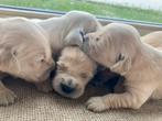 Golden retriever pupjes (van geteste ouders), België, Particulier, 8 tot 15 weken, Meerdere