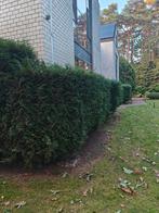 conifeer, Tuin en Terras, Ophalen, Conifeer