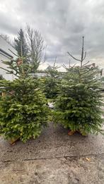 Prachtige Nordmann kerstbomen, Tuin en Terras, Ophalen, Bloeit niet, Overige soorten, 100 tot 250 cm