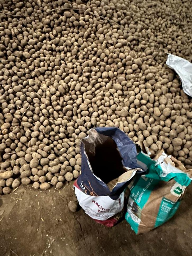Aardappelen te koop (bintje), Zakelijke goederen, Landbouw | Aardappelen, Groenten, Fruit en Vlees, Ophalen