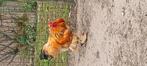 Bruine Brahma haan, Dieren en Toebehoren, Pluimvee