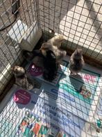 Kuikens, Dieren en Toebehoren, Pluimvee