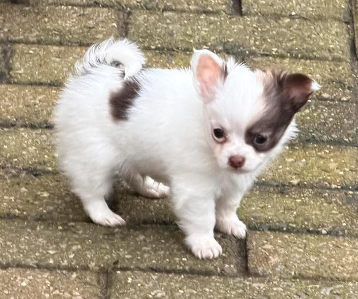 Langharige chihuahua pupjes, Animaux & Accessoires, Chiens | Chihuahuas & Chiens de compagnie, Plusieurs animaux, Chihuahua, Éleveur | Loisir