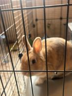 DRINGEND Konijnen tekoop, Dieren en Toebehoren, Konijnen, Meerdere dieren, Dwerg, 0 tot 2 jaar