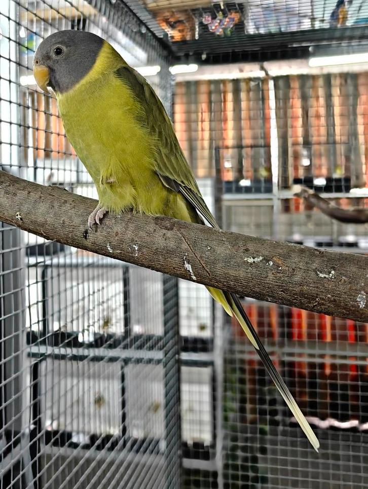 Pruimkopparkiet pop, Dieren en Toebehoren, Vogels | Parkieten en Papegaaien, Parkiet, Vrouwelijk, Geringd