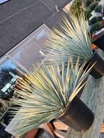 Yucca Rostrata - Winterhard, Ophalen