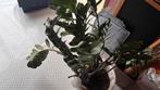 Big size Zamioculcas Kunstplant/money plant 8 years old, Huis en Inrichting, Kamerplanten, Ophalen