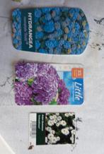Hortensia en aster, Tuin en Terras, Bloembollen en Zaden, Ophalen