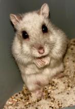 Jonge russische dwerghamster met kooi, Dieren en Toebehoren, Mei, Hamster, Tam
